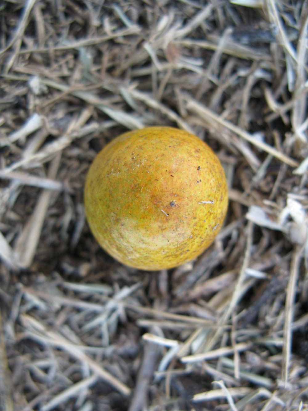              Fruit (Winter Haven, FL)       